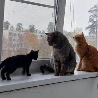 Аркадий Варламыч и коты