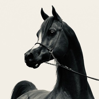 Асиль