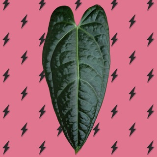 asya_plants