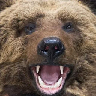 Bear Of Wall Street