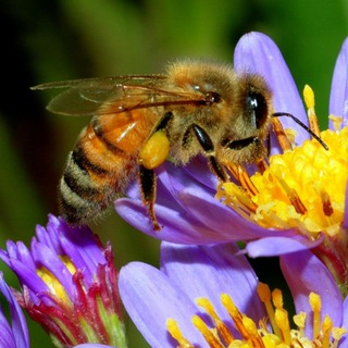 🐝Пчеловоды Ростовской области 🐝