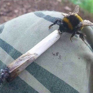 Пчёльня🐝
