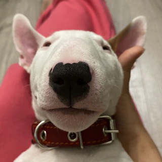 Бескудниково_dogs