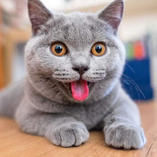 Без кота — одна тоска!