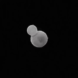 BIOLIFE (Shakhzod Gayratovich)