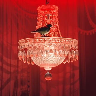 bird’s home