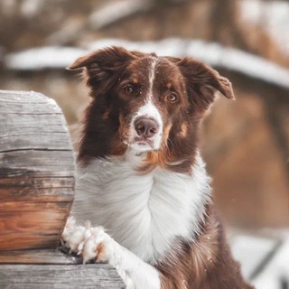 🤍Border collie Lucky🤍