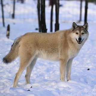 Wolend Breed