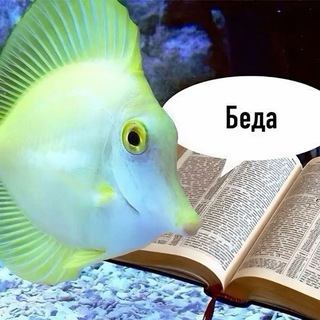 бомбоубежище лолбита