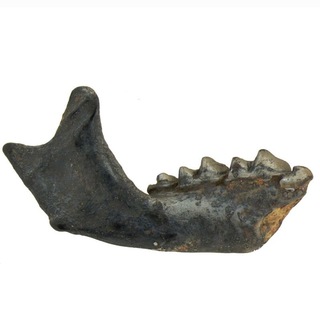 bonehistory