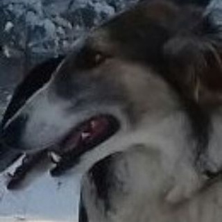 Русские псовые борзые
