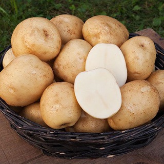 Хроники ботки