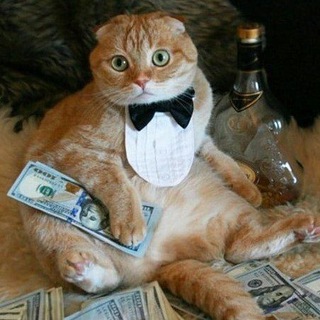 Продажа британских и шотландских кошек. British, scottish cats for sale