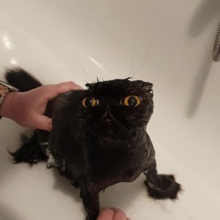 Brokencat