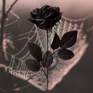 🕸Blᴀᴄᴋ rᴏsᴇ's🕸