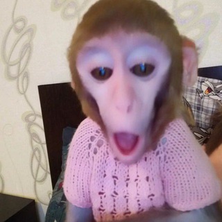 фоны с обезьянами🐒