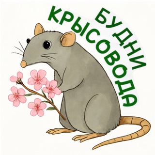 БУДНИ КРЫСОВОДА