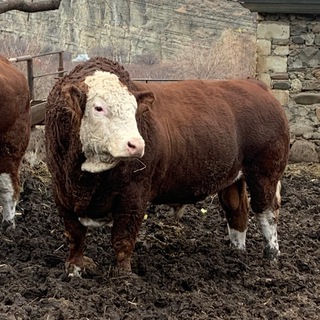bull_gergebil