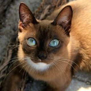 CatCore