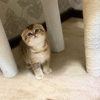 котята