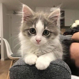 Уголок котиков