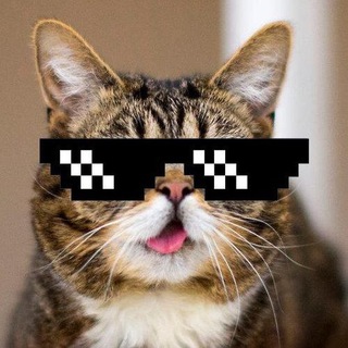 Мемный котейка
