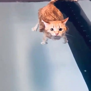 Cat and Pat's