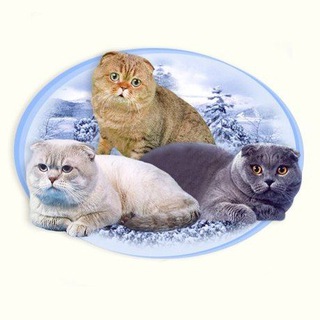 WCA World Cat Association Клуб любителей кошек, Kittens for sale, Продажа котят.