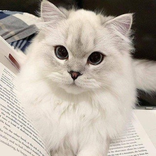кошачий дом🐈‍⬛