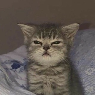 Котизм
