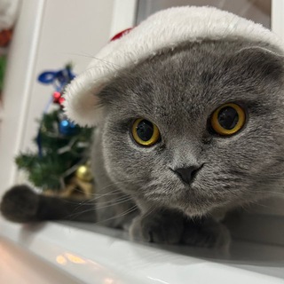 KOTYA🐱❤️