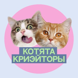 котята из криэйт-отдела 📂 reels, capcut, сторис