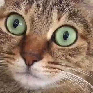 СМЕШНЫЕ 🐱 КОТИКИ МЕМЫ