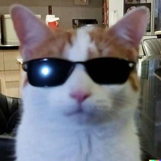 cats confession!!
