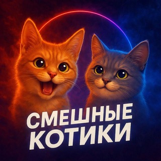 Смешные коты | котики | котята
