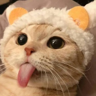 cats memes only