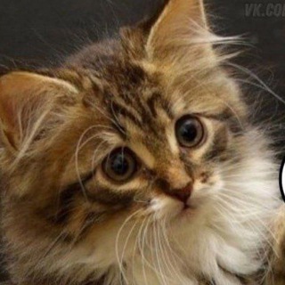 😸КУЛЬТУРНЫЕ_КОТЫ|ADVANCED_RUSSIAN B2 - C2🇷🇺