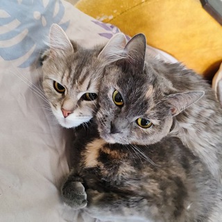 Кошкин дом