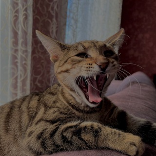 чатик