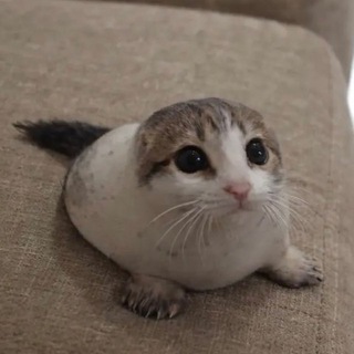 Черепица