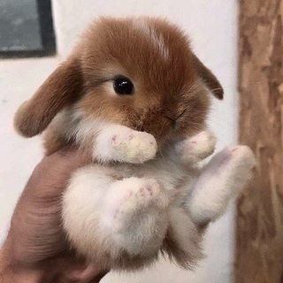 your bonnie🐰