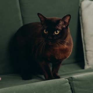 Chocoburma