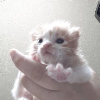 ЧВК "котяо"