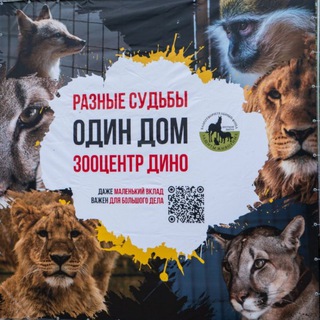 Чат зооцентр Дино
