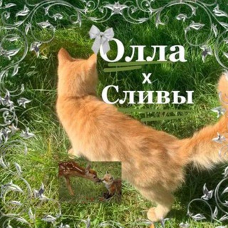 🍀Оᴧᴧᴀ Х Сᴧиʙы🥝