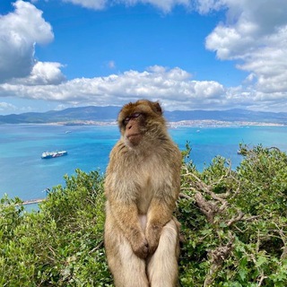 monkey maze