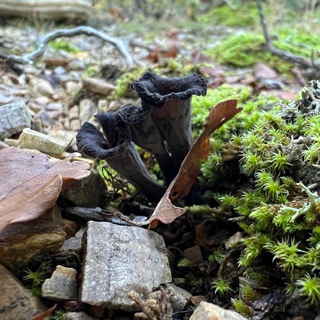 Черногория Грибы 🌲🍄🌳