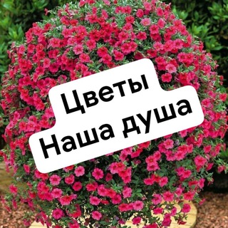 Цветы - наша душа