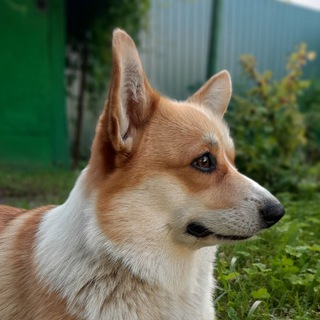 Daisy The Corgi