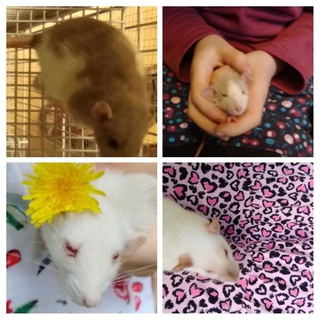 Rats- лдсм🤍